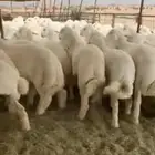 ضحايا ضحيه ذبايح المدينه ذبيحه تيوس جفار مع السلخ والتوصيل