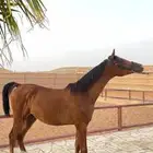 مهر واهو فاخر