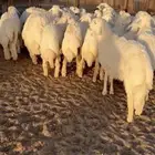 للبيع بهم فاخر شي كفو جاي من البر الموقع سوق الجربوع ضحيا