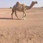 للبيع لقحه وضحى كفووو