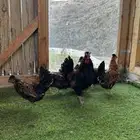 طقم عربي كويتي (حباحب)