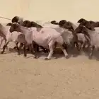 غنم نعيم