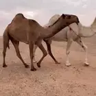 للبيع بكره باتليه صفرا كفو