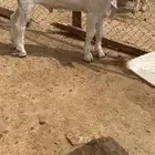 جذع مشروع مطور
