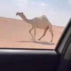 للبيع لقحه ثنو ملاقي كفووو