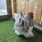 زوج كوشن فواخر