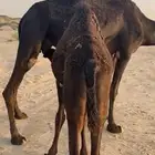 الذبح غدا  المتبقي ربع يوجد توصيل للخميس