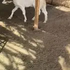 جذعه مطوره مقروعه