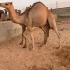 قعدان مفاريد مغلقه للبيع