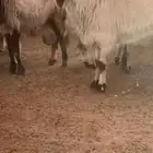 فحل صنف نعيم