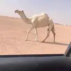 للبيع ضريبه ثنيه كفووو