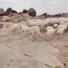 غنم للبيع