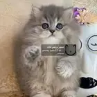 شيرازي هملايا بيكي فيس مون فيس راغدول بيرشن كيتن قطط قط قطو