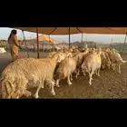 غنم حرية حرش قطعه وحده مراح طيب 37