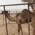 قعود ساسه دبياني للبيع الي اه مضر يتواصل معي