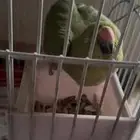انثى دره هنديه