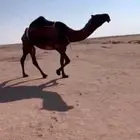 للبيع ضريبه صفرا ثنووو كفووو