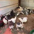 صوص دجاج بلدي ماكنتوش و بوران