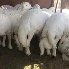 طليان خرفان حريه فاخره للبيع
