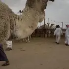 البعير الأشقح الكفو