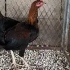 دجاج عربي