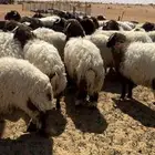 بهم نعيم فاخر