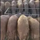 خيرات المدينه للذبايح صلخ وتوصيل