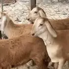 12 رخال سواكن صنف
