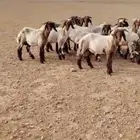 طليان مسروقه من الزلفي مجزوز صوفها العدد 8 جرومها ماهي رفيع