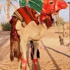 ركبي شرط للبيع