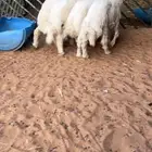 للبيع بهم بري ونضيف تو جاي من البر الموقع سوق الجربوع