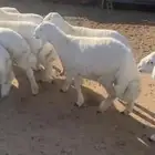 للبيع بهم بري ونضيف تو جاي من البر الموقع سوق الجربوع يوجد