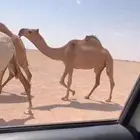 للبيع ضريبه حمرا كفووو