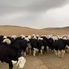 طليان نجد جبره (تم البيع)