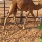 قعود لباني علفه شعير وبرسيم وحليب امه
