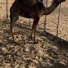 قعود 6شهور