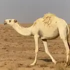 بكره وضحا حقه رمانيه