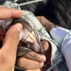 عنزين للبيع وحده ثنيه وحده رباع