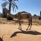للبيع ركبي رباع شرط