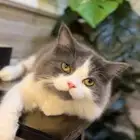 قطو. ذكر للتبني.