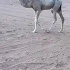 بكار للبيع