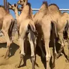 قعدان مفاريد مغلقه للبيع