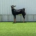 تيس احواء فاخر