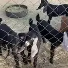 ذبيحه ذبايح ذبائح حريات حري سواكني تيوس صلخ توصيل