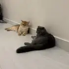 قطط سكوتش وستريت