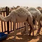 قعدان للبيع