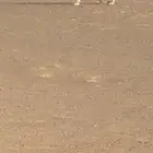 قعود فحل عمره 5شهور جده عقاب ولد الفارس