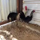 دجاج فونكس جوزين