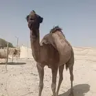 لقحه ثنيه صفراء دبساء دبيانيه ولقحه على بعير بن خشمان