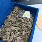 عود كمبودي تايقر ملكي